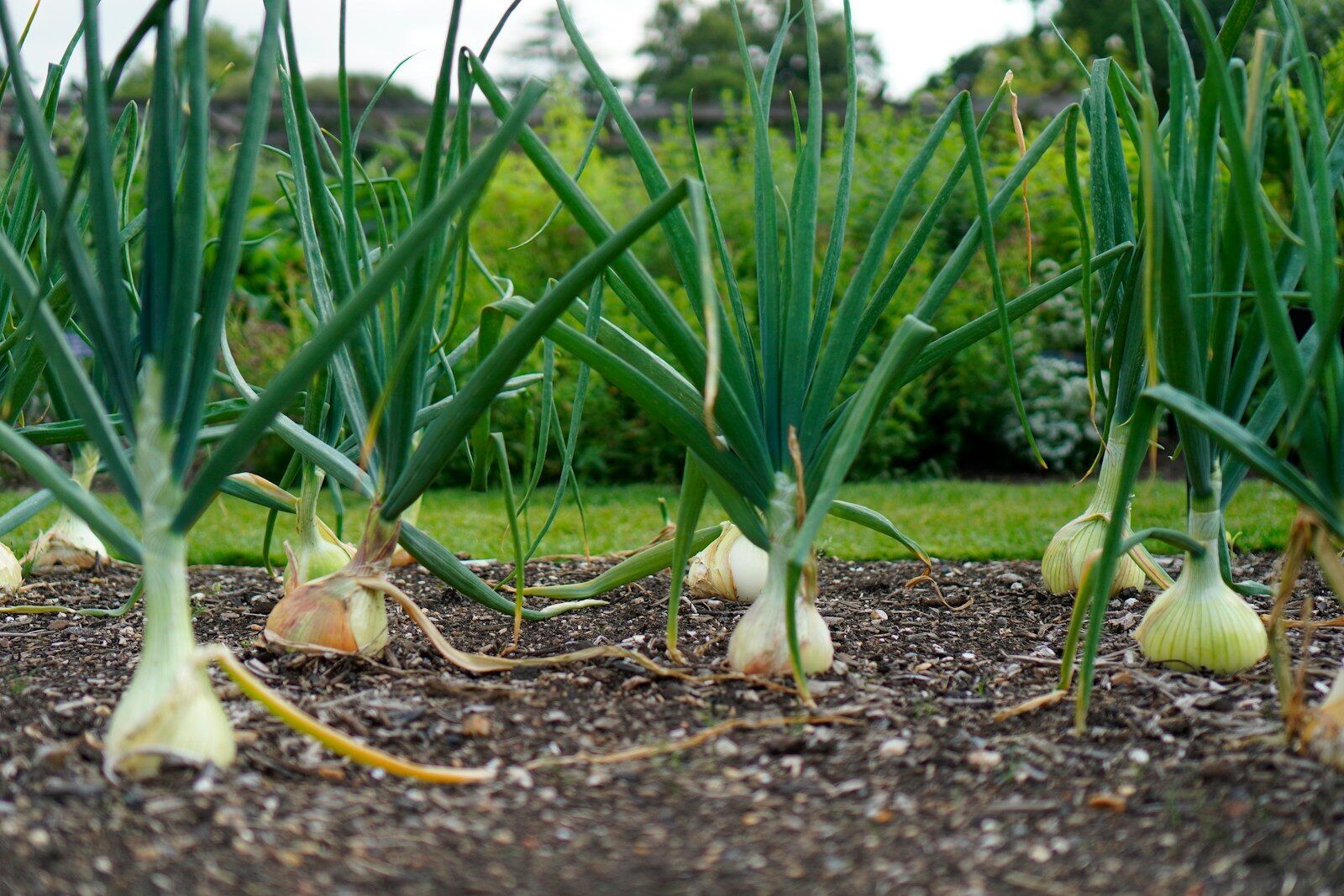 Que planter et semer en octobre au potager : les oignons