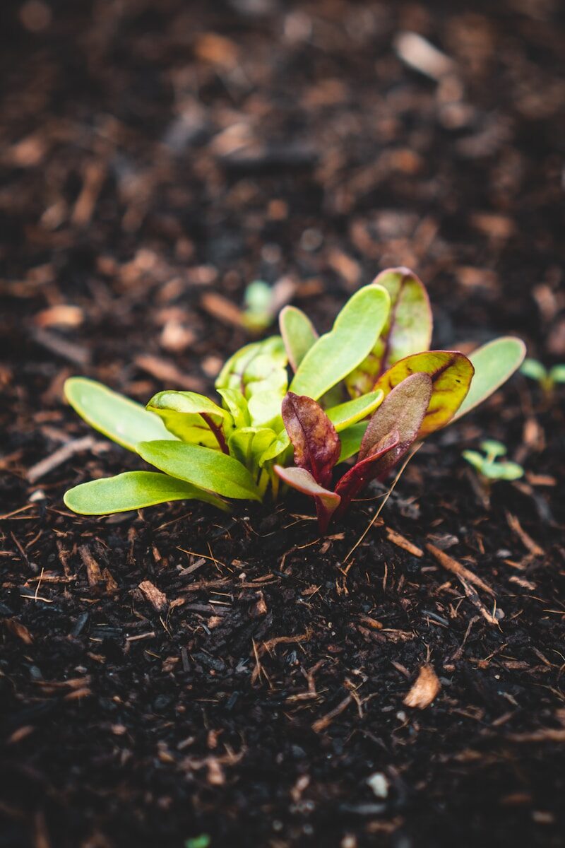 que planter en septembre : c'est le moment de repiquer les salades au potager