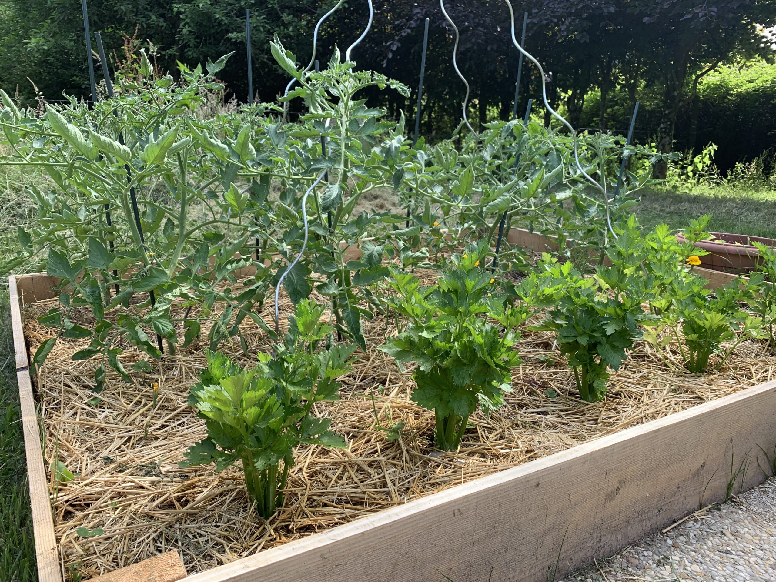 Mon potager maison au mois de Juin