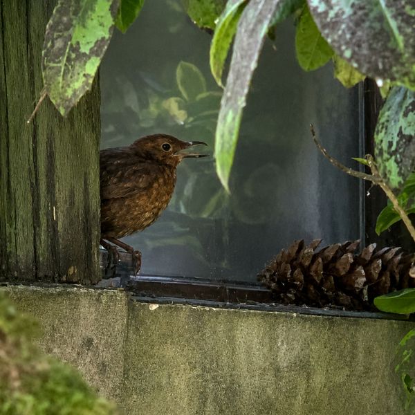 Merlin, l'oiseau assommé, au repos peu après avoir percuté la vitre