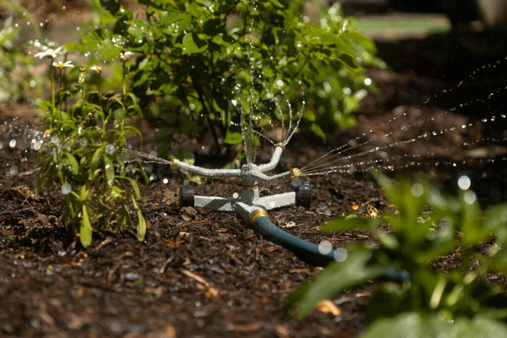 Arrosage du potager : un asperseur diffuse de l'eau sur un jeune plant