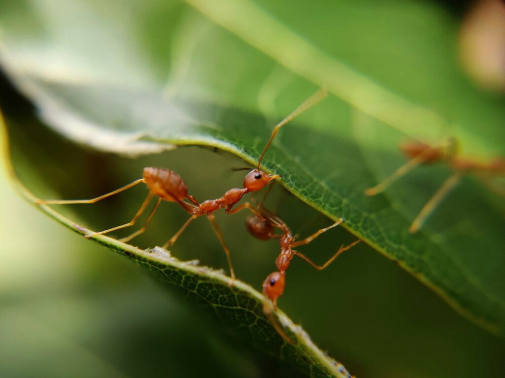 Des fourmis au potager sur une tige, alliées à comprendre avant d'agir