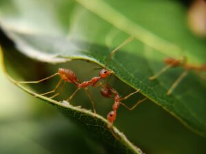 Des fourmis au potager sur une tige, alliées à comprendre avant d'agir