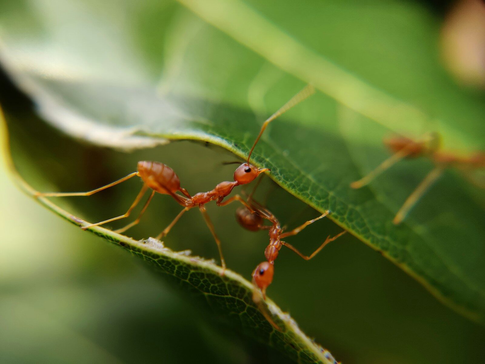 Des fourmis au potager sur une tige, alliées à comprendre avant d'agir