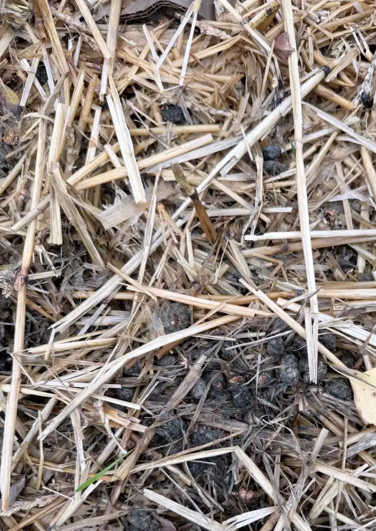 Paillage de paille issue de la litière des lapins, avec crottes visibles, posé sur le potager