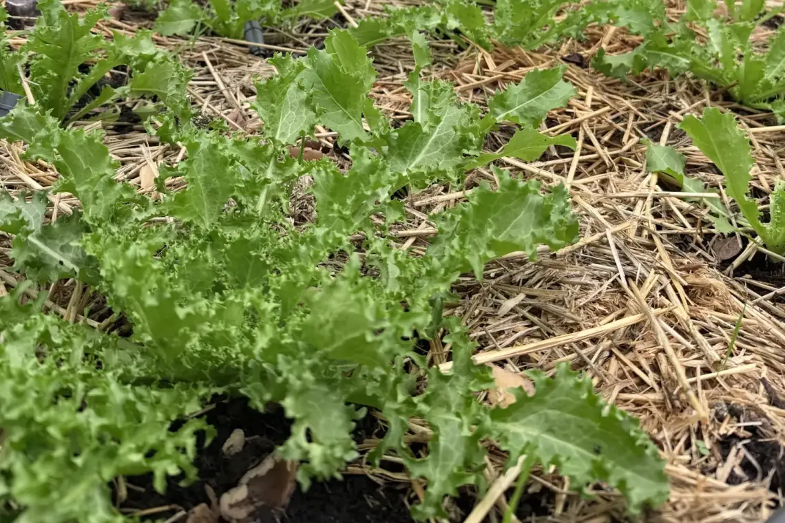Jeunes chicorées frisées sur un paillage de paille au potager, à l'automne