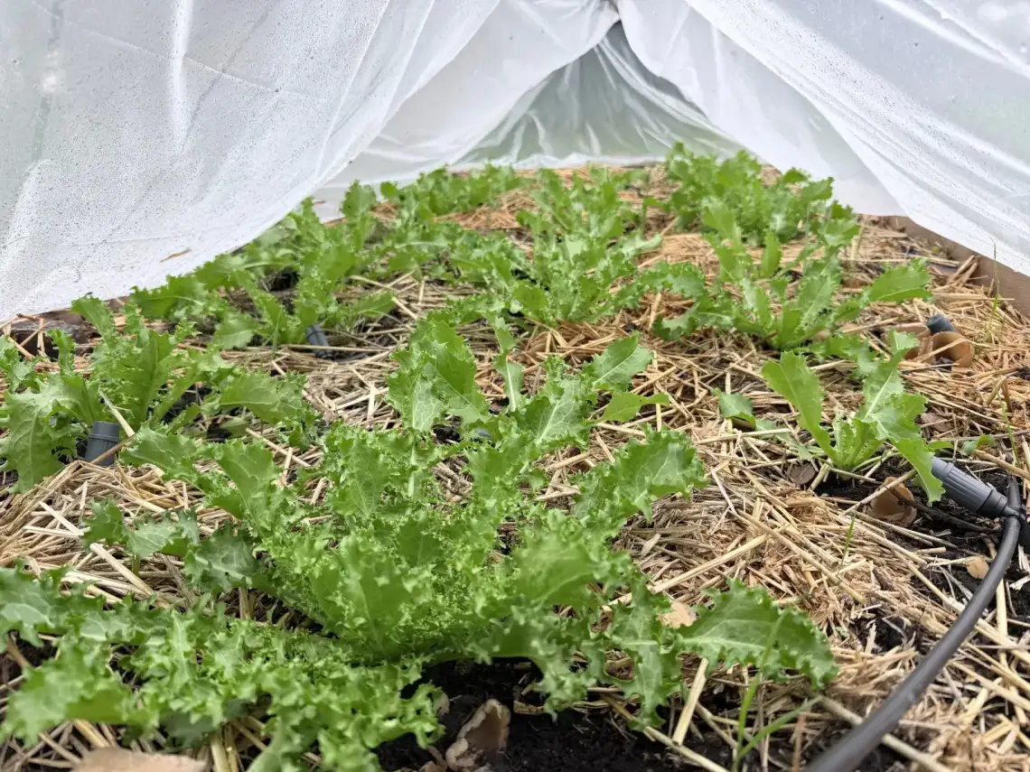Jeunes chicorées frisées paillées sous un tunnel de forçage ouvert, au potager en automne